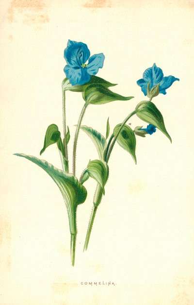 Commelina da Frederick Edward Hulme