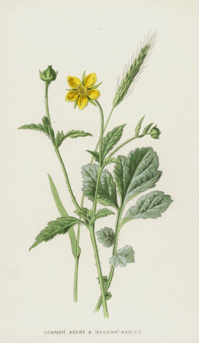 Geum Comune e Orzo dei Prati da Frederick Edward Hulme