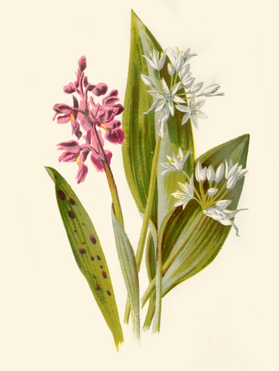 Orchidea comune e aglio a foglia larga, 1877 da Frederick Edward Hulme