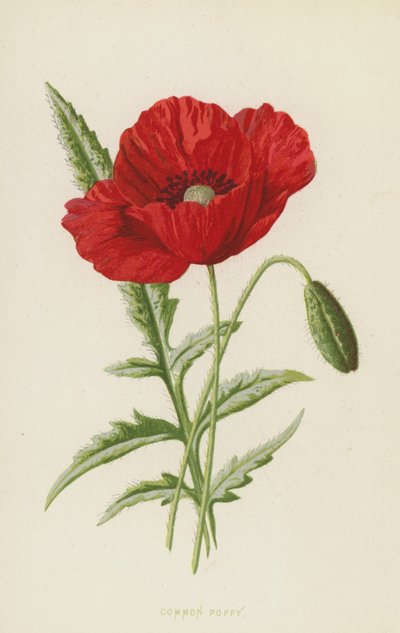 Papavero comune da Frederick Edward Hulme