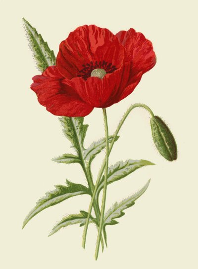 Papavero comune da Frederick Edward Hulme