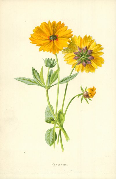 Coreopsis da Frederick Edward Hulme