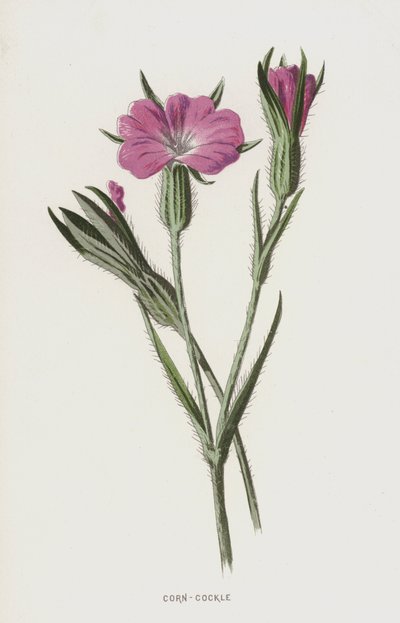 Agrostemma da Frederick Edward Hulme