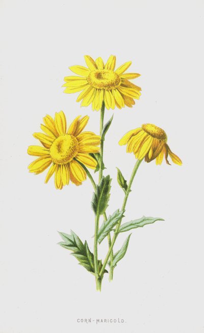 Calendula dei campi da Frederick Edward Hulme