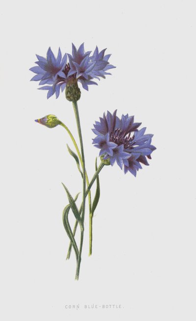 Fiordaliso da Frederick Edward Hulme