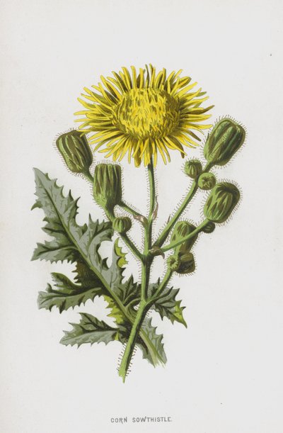 Sonchus Arvensis da Frederick Edward Hulme