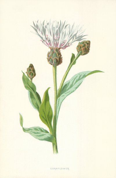Fiordaliso da Frederick Edward Hulme