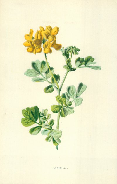 Coronilla da Frederick Edward Hulme