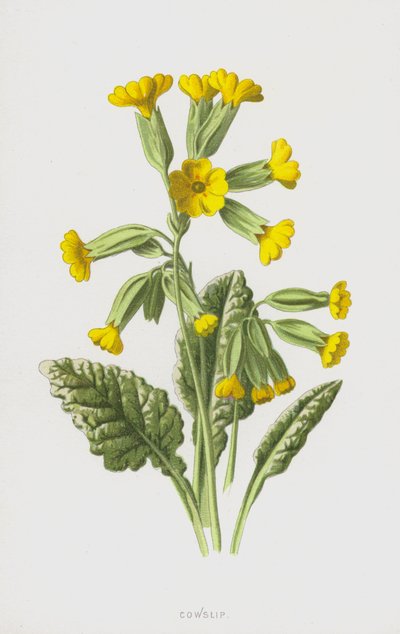 Primula veris da Frederick Edward Hulme