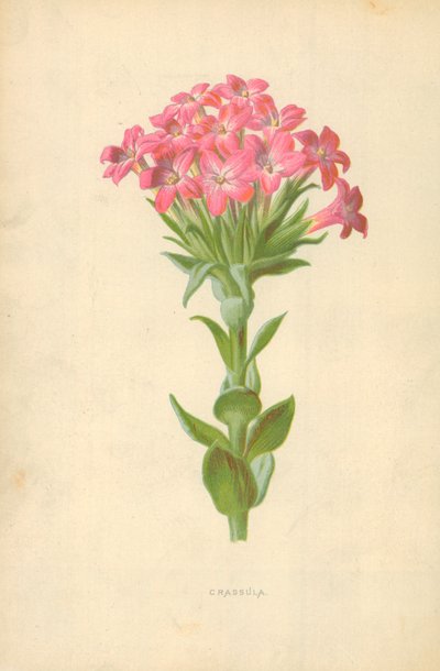 Crassula da Frederick Edward Hulme
