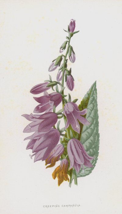 Campanula rapunculoides da Frederick Edward Hulme