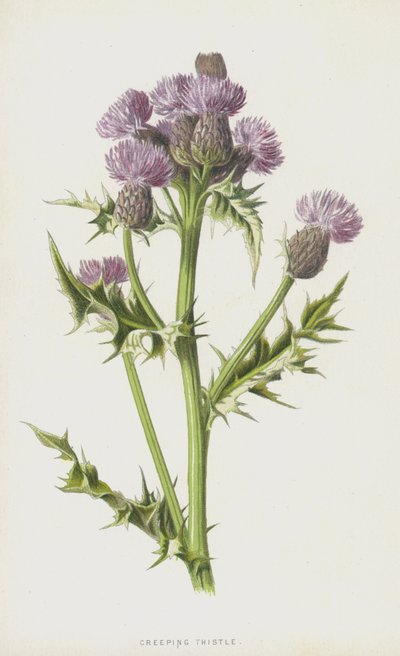 Cardo strisciante da Frederick Edward Hulme