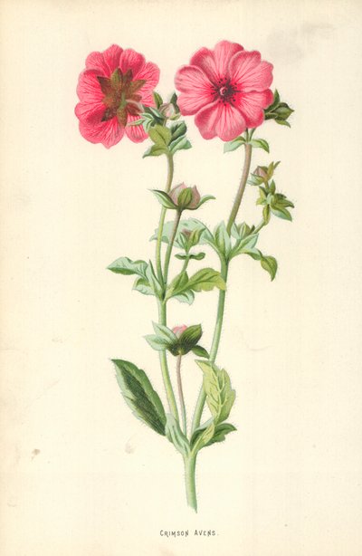 Geum rosso da Frederick Edward Hulme