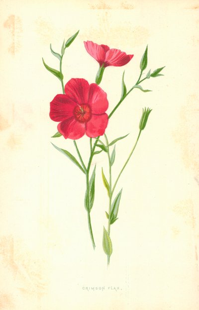 Lino Cremisi da Frederick Edward Hulme