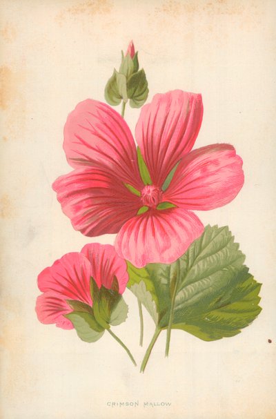 Malva cremisi da Frederick Edward Hulme