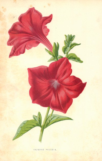 Petunia cremisi da Frederick Edward Hulme