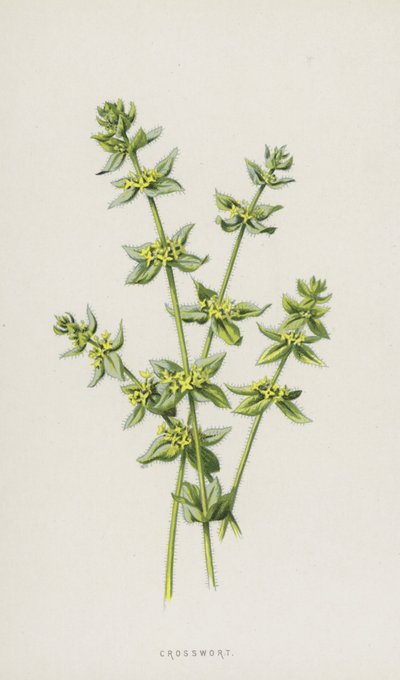 Cruciata da Frederick Edward Hulme