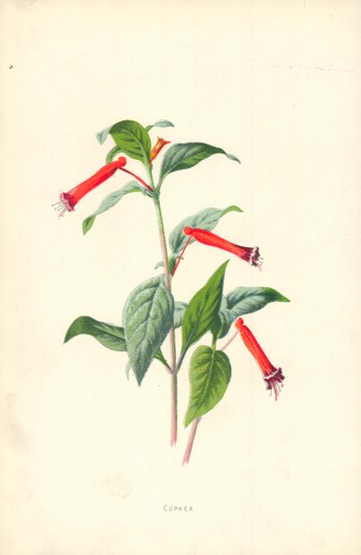 Cuphea da Frederick Edward Hulme