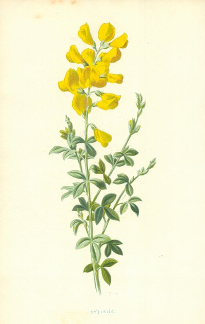 Cytisus da Frederick Edward Hulme