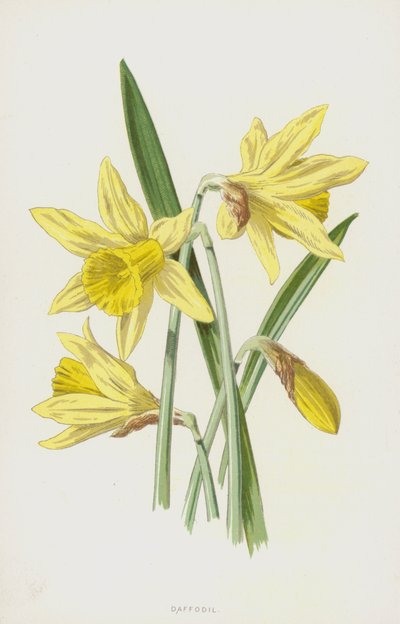 Narciso da Frederick Edward Hulme