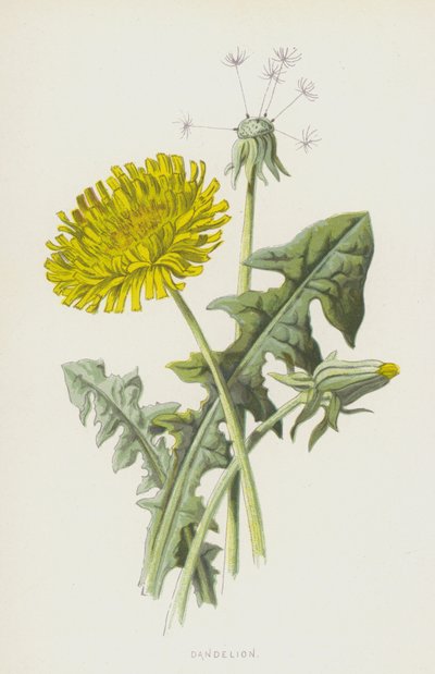 Dente di leone da Frederick Edward Hulme