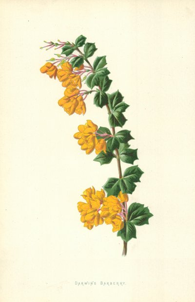 Crespino di Darwin da Frederick Edward Hulme