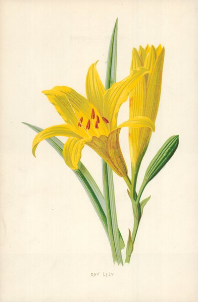 Giglio diurno da Frederick Edward Hulme