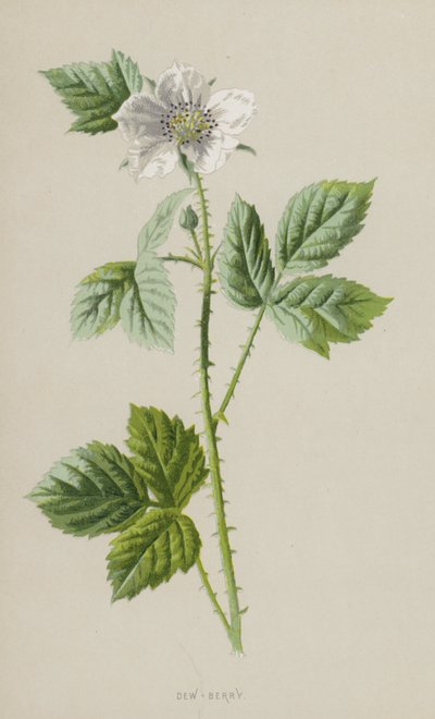 Rovo delle more da Frederick Edward Hulme