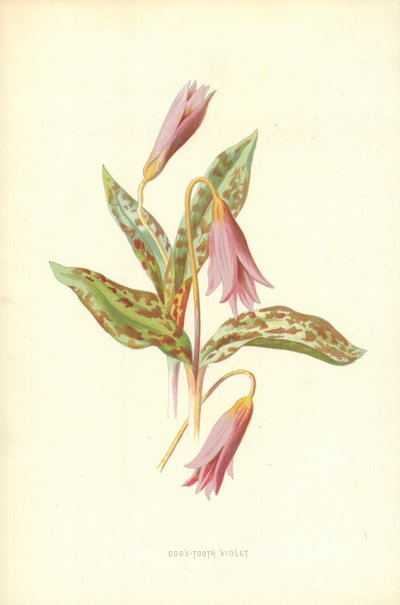 Violetta del cane da Frederick Edward Hulme