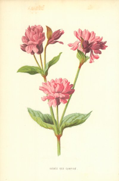 Silene Doppia Rossa da Frederick Edward Hulme