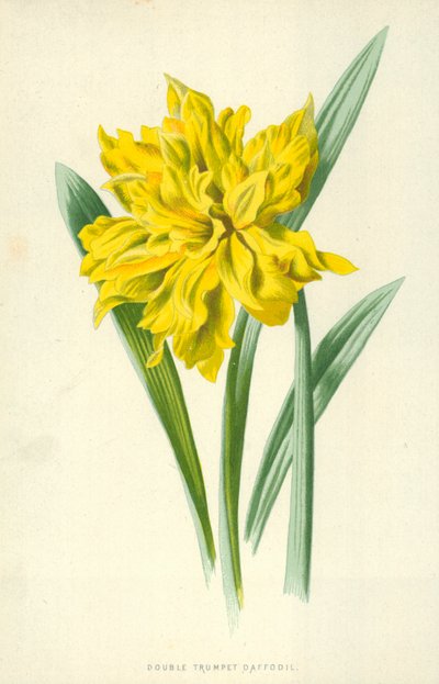 Narciso a doppia tromba da Frederick Edward Hulme