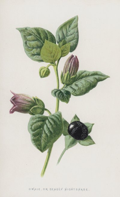 Belladonna da Frederick Edward Hulme