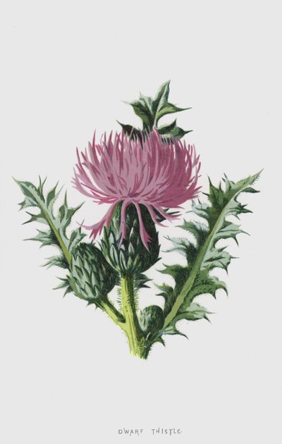 Cardo nano da Frederick Edward Hulme