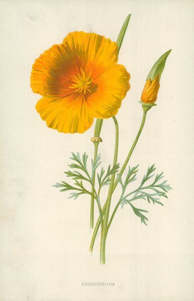 Eschscholtzia da Frederick Edward Hulme