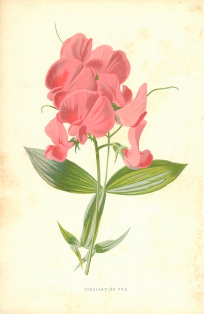 Pisello perenne da Frederick Edward Hulme