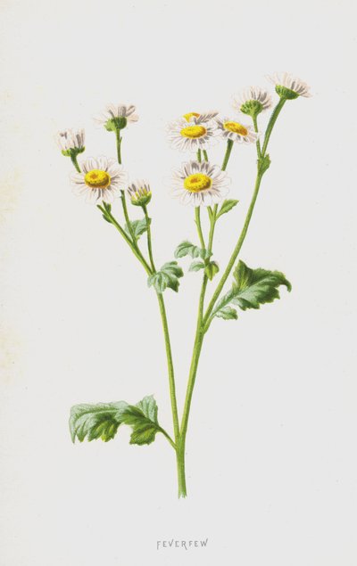 Partenio da Frederick Edward Hulme
