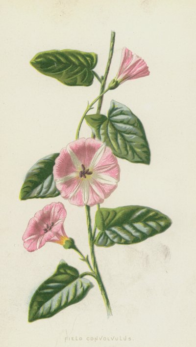 Convolvolo dei campi da Frederick Edward Hulme