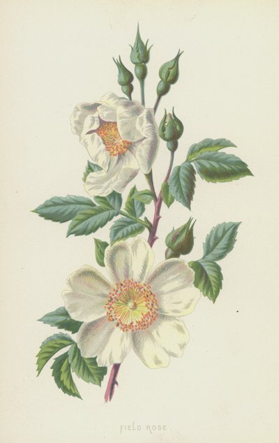 Rosa dei campi da Frederick Edward Hulme