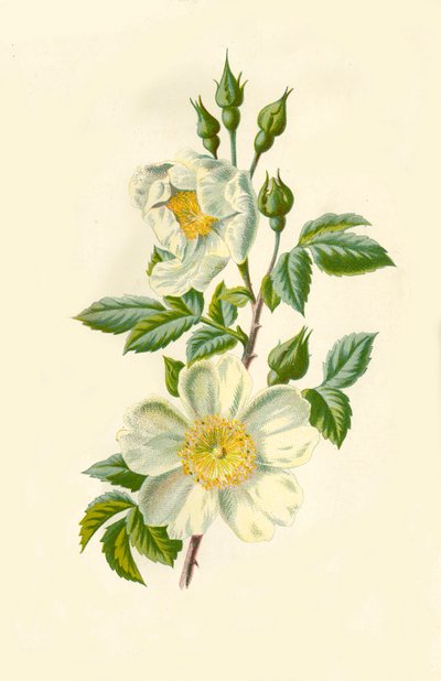 Rosa di campo, 1877 da Frederick Edward Hulme