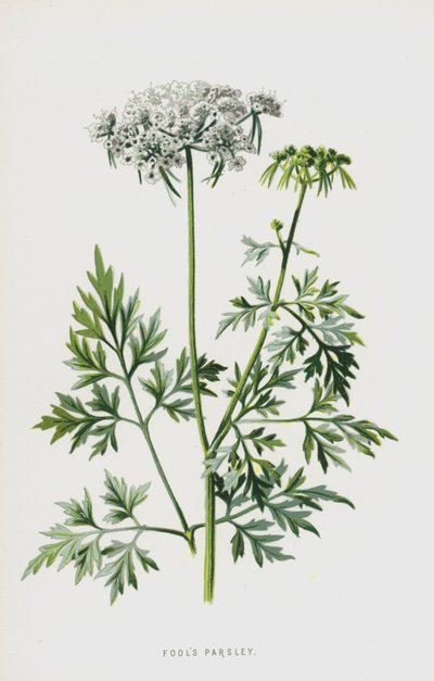 Prezzemolo dei matti da Frederick Edward Hulme