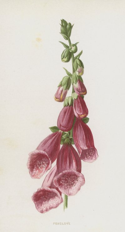 Digitale da Frederick Edward Hulme