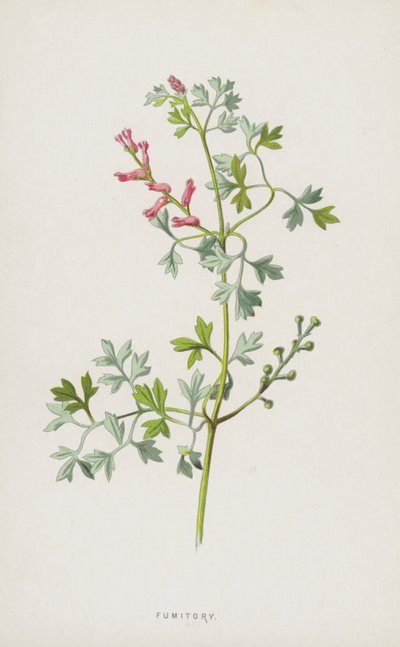 Fumaria da Frederick Edward Hulme