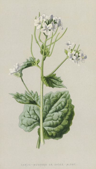 Alliaria da Frederick Edward Hulme