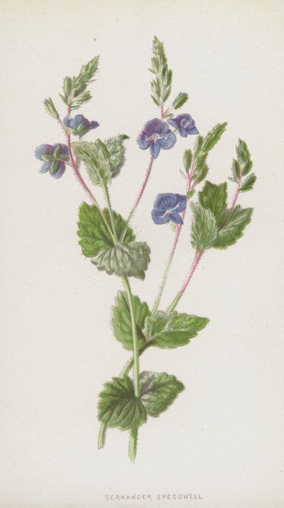 Veronica comune da Frederick Edward Hulme
