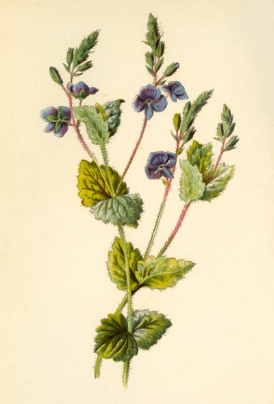 Veronica comune da Frederick Edward Hulme