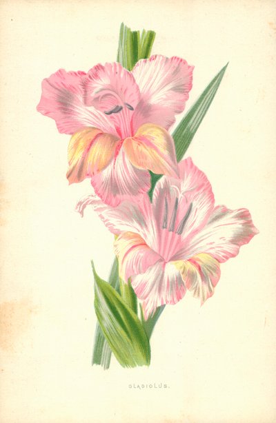 Gladiolo da Frederick Edward Hulme