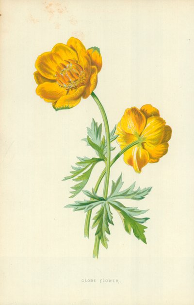 Globo di Fiori da Frederick Edward Hulme