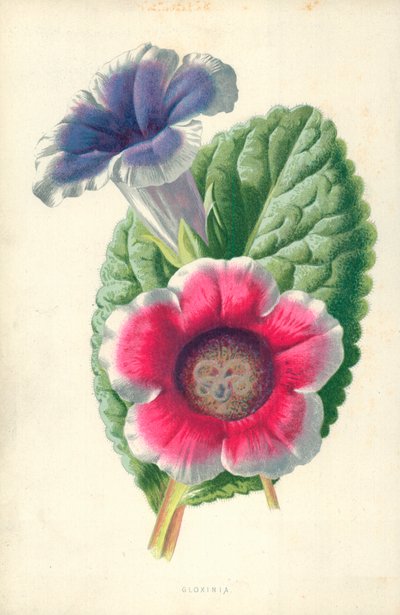 Gloxinia da Frederick Edward Hulme