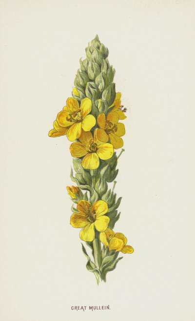 Verbasco da Frederick Edward Hulme