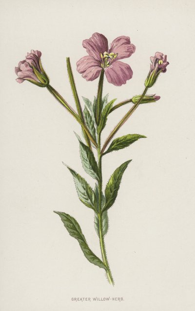 Epilobio Maggiore da Frederick Edward Hulme
